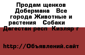 Продам щенков Добермана - Все города Животные и растения » Собаки   . Дагестан респ.,Кизляр г.